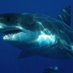 great-white-shark-398276_1280